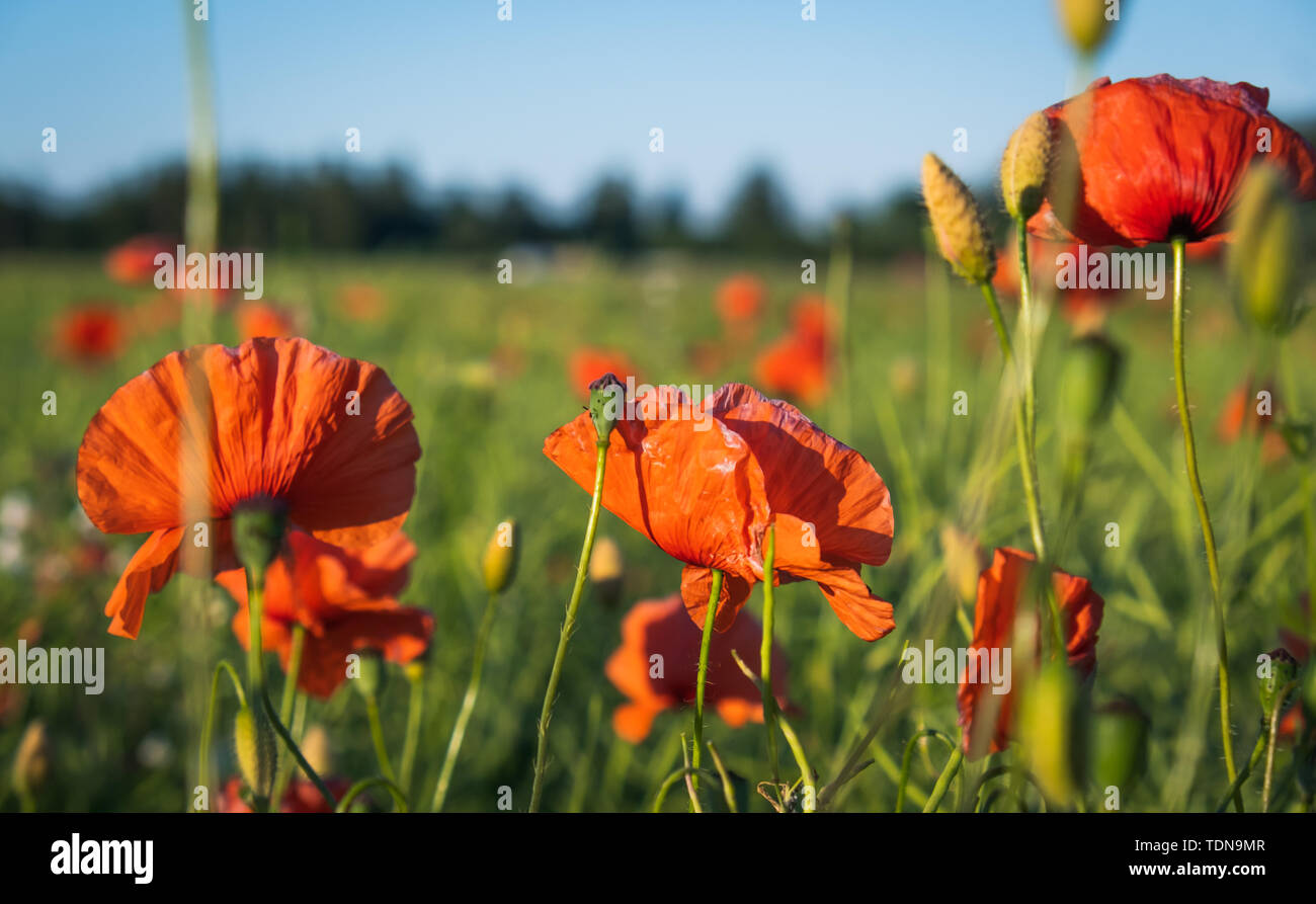 Mohn Blumen, Mohn, Getreide, eingetaucht, niedrigen Winkel Stockfoto