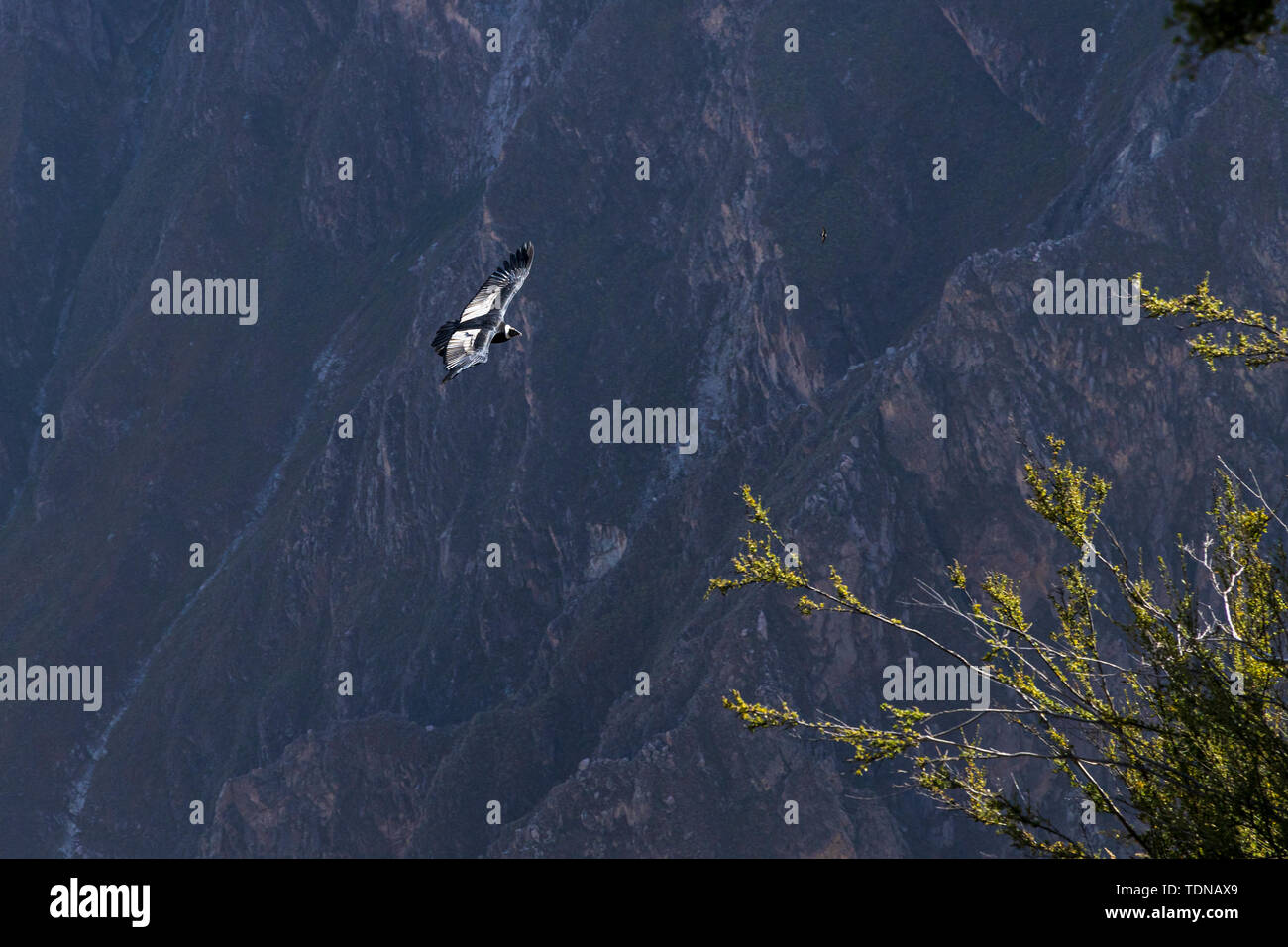 Kondore am frühen Morgen entlang der Colca Canyon am Cruz de Condor Aussichtspunkt, Peru fliegen, Südamerika Stockfoto