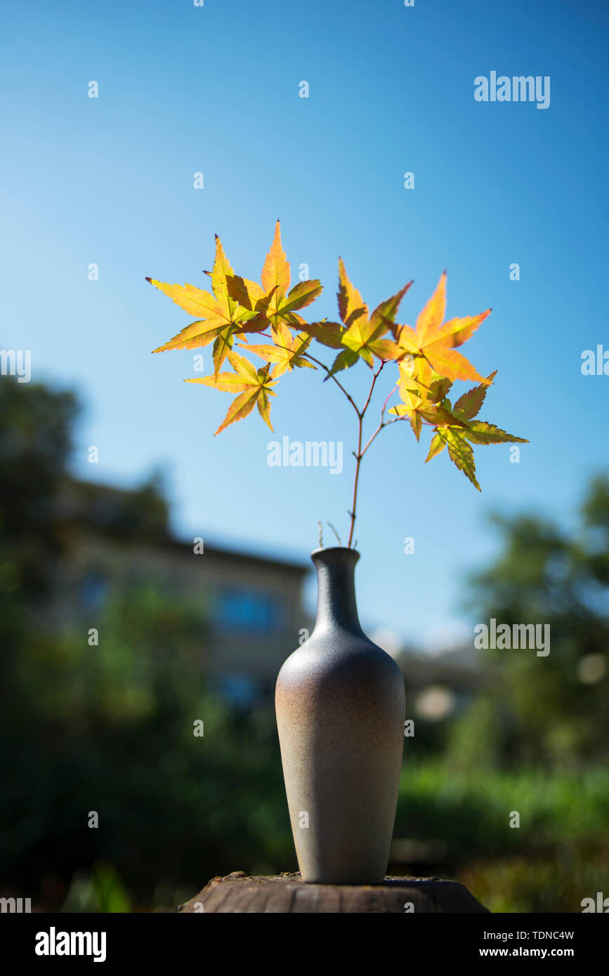 Eine Gruppe von Vasen und Ahornblätter kombiniert kreative Bilder Stockfoto