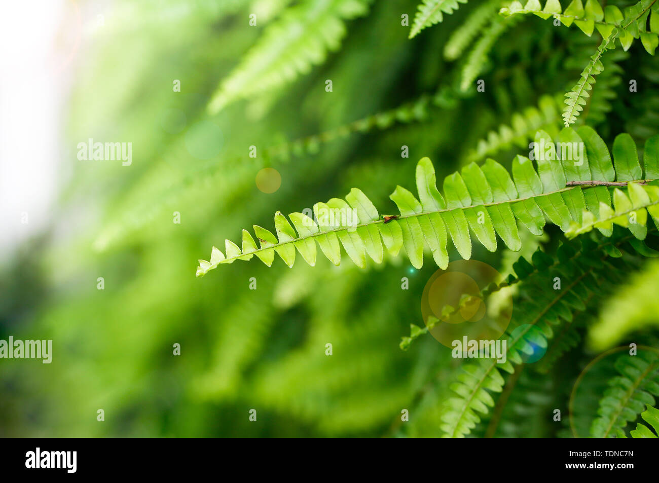 Ich fotografierte sie, wenn ich vorbei. Es fühlt sich ziemlich gut. Es kann als Display-Hintergrund verwendet werden. Stockfoto