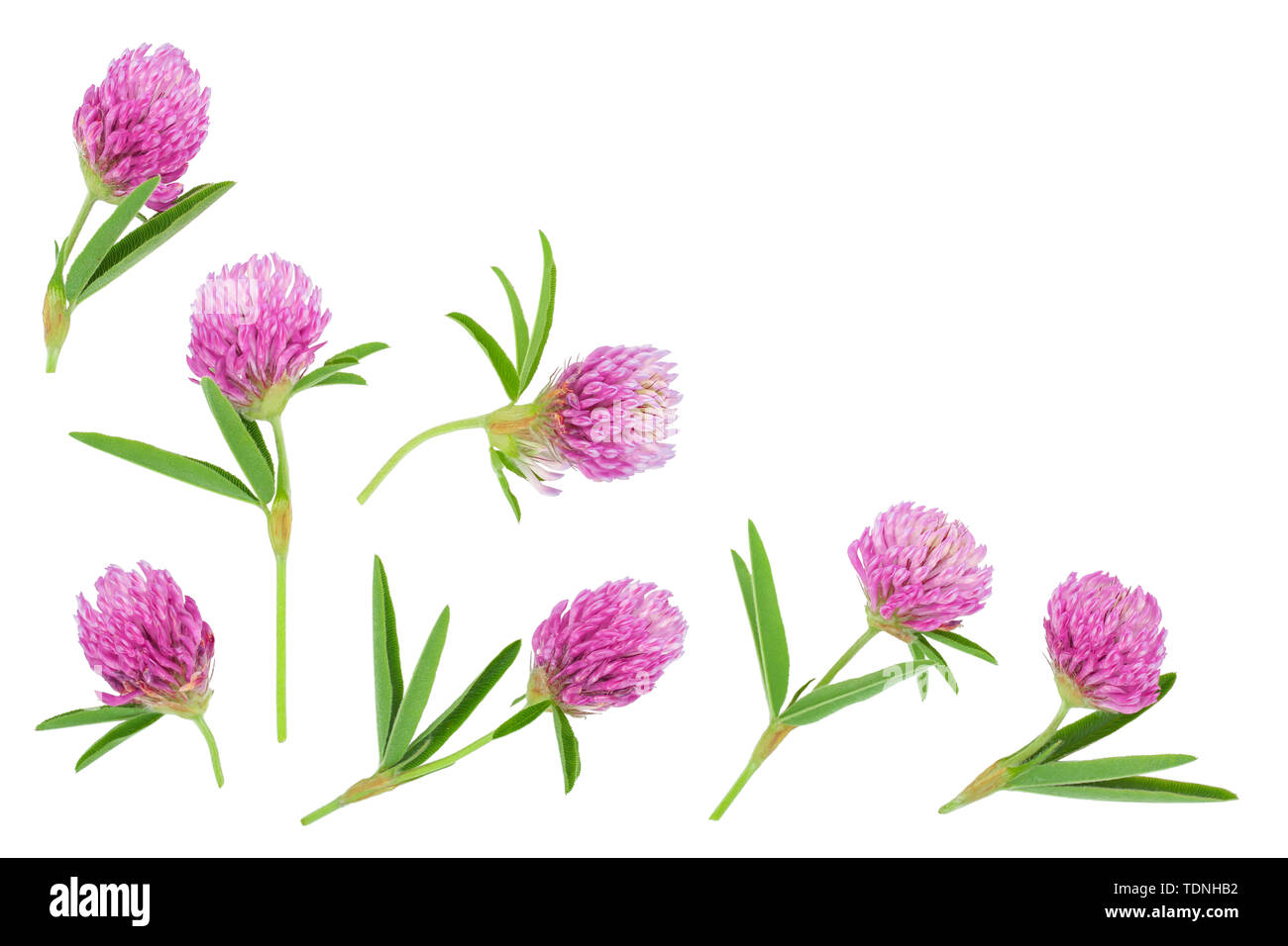 Klee oder Kleeblatt Blume Heilpflanzen auf weißem Hintergrund mit Kopie Platz für Ihren Text isoliert. Ansicht von oben. Flach Stockfoto