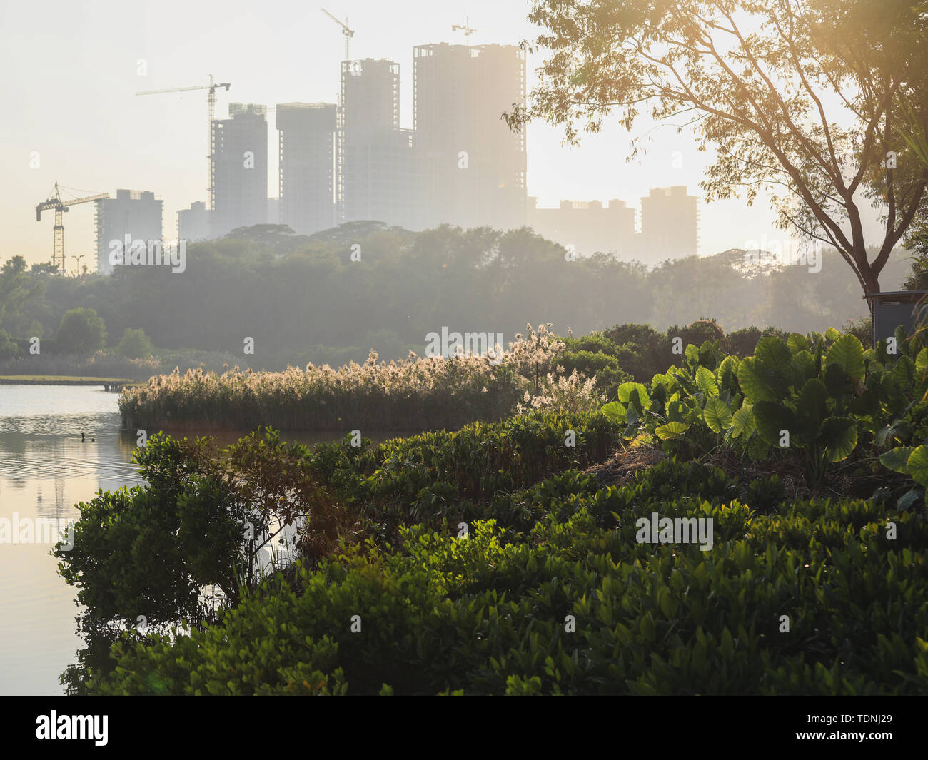 Shenzhen Overseas Chinese Stadt Feuchtgebiet Landschaft Stockfoto