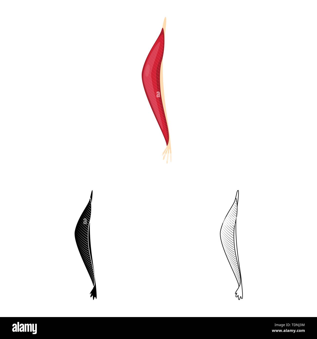 Vector Illustration der Faser und muskulös Symbol. Sammlung von Faser- und Körper vektor Illustration. Stock Vektor