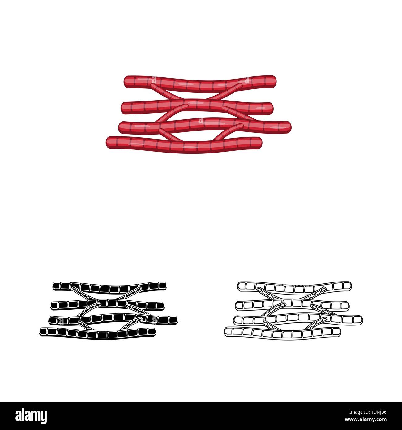 Vektor Design der Faser und muskulös Logo. Sammlung von Faser- und Körper Symbol für das Web. Stock Vektor