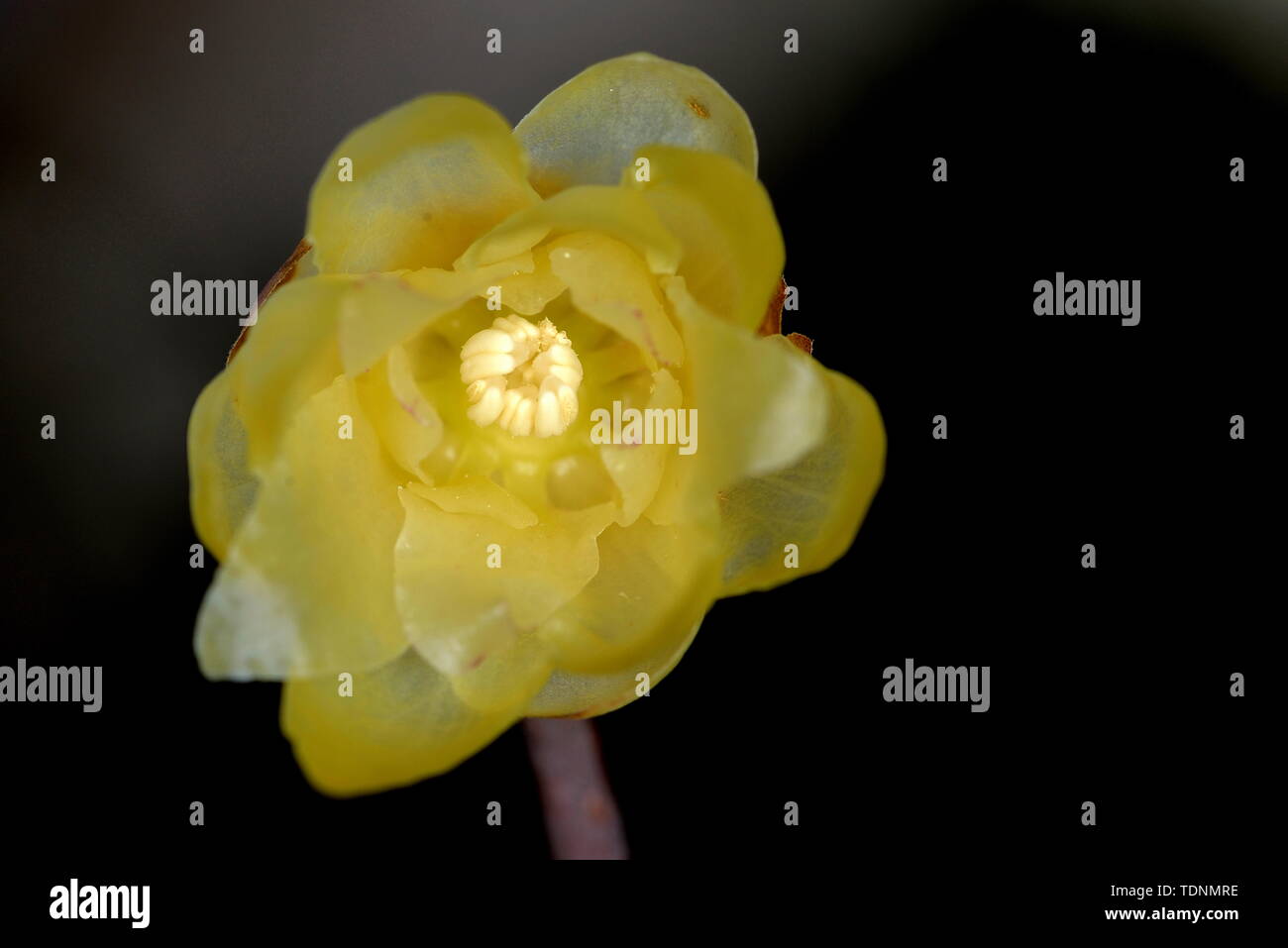 Plum flower Stockfoto