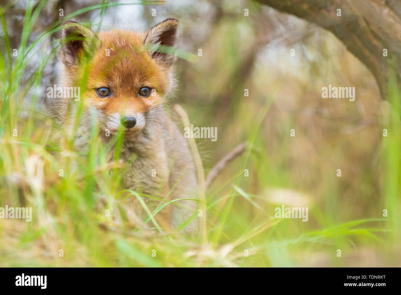 Wilden jungen Baby Red Fox Cub Vulpes vulpes erkunden den Wald, selektiven Fokus Technik verwendet. Stockfoto