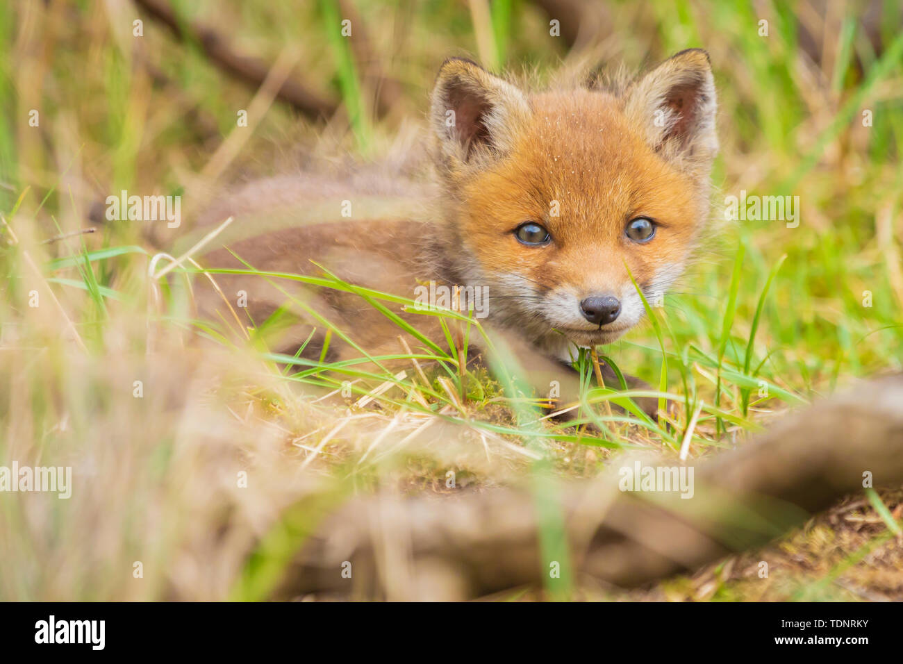 Wilden jungen Baby Red Fox Cub Vulpes vulpes erkunden den Wald, selektiven Fokus Technik verwendet. Stockfoto