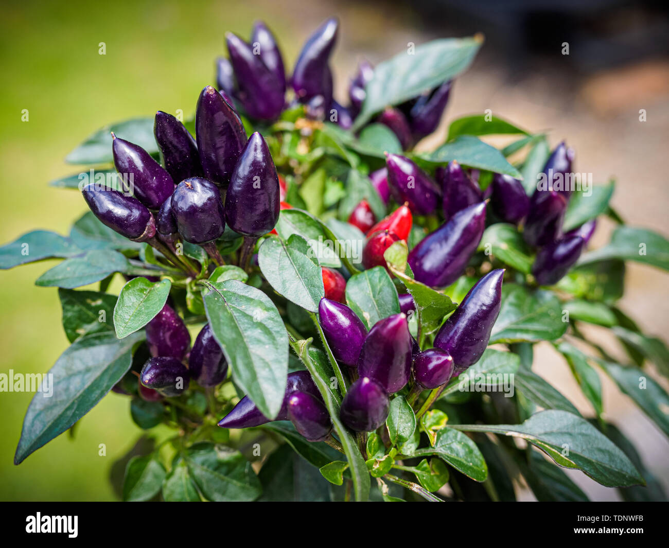 Violet chili -Fotos und -Bildmaterial in hoher Auflösung – Alamy