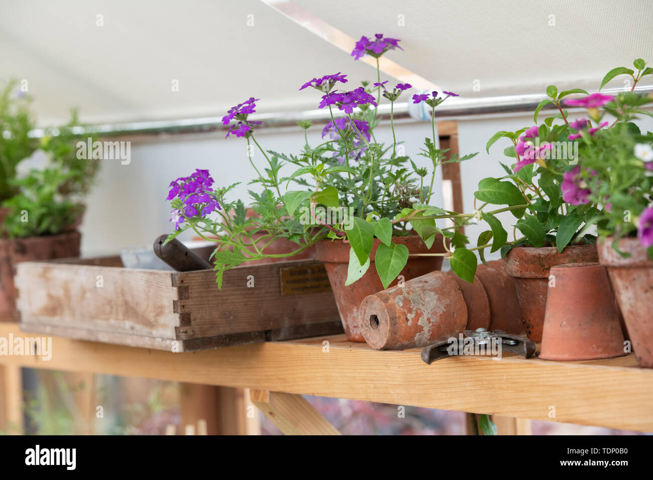 Blumen in einem Topf auf einem Regal in einem Gewächshaus eine Blume zeigen. Großbritannien Stockfoto