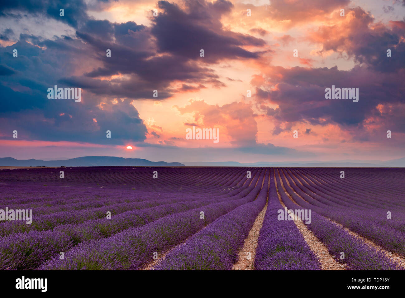 Lavendelfeld bei Sonnenuntergang in der Nähe von Valensole, Provence, Frankreich Stockfoto