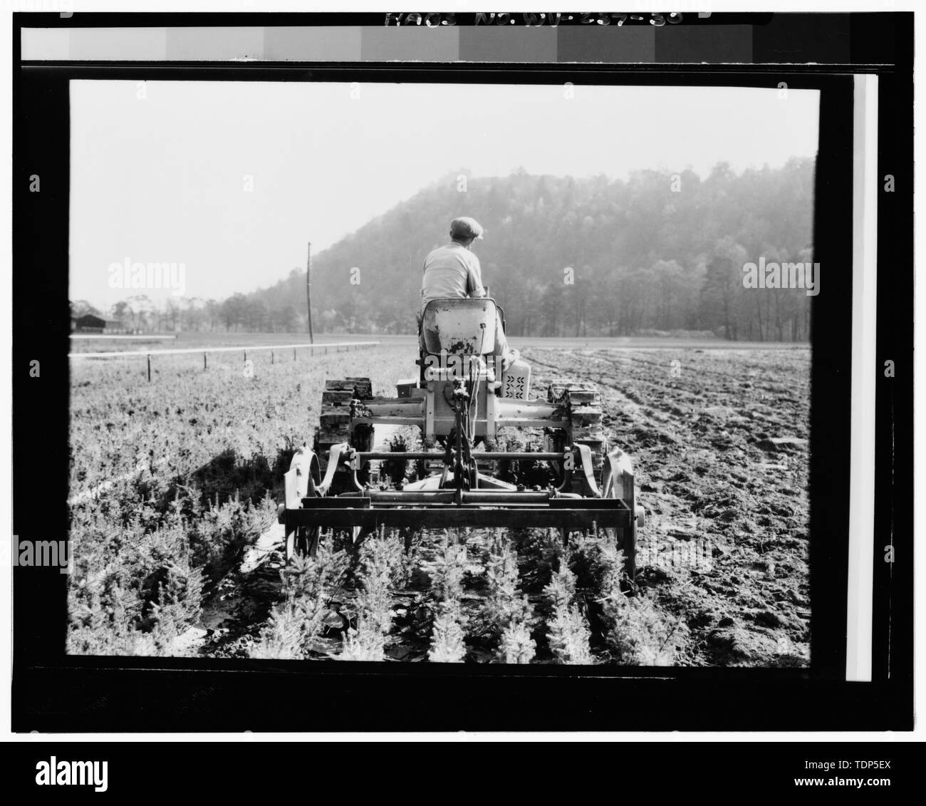 Foto Kopie von Foto, (original in Forest Service Office, Elkins, WV, "Traktor mit Anhänger im Einsatz"), Fotograf unbekannt, Ca. 1938. Ansicht Südost, Pflege der Sämling TRANSPLANTS. - Parsons, Babysitting-Service, Südseite der U.S. Highway 219, Pastoren, Tucker County, WV Stockfoto