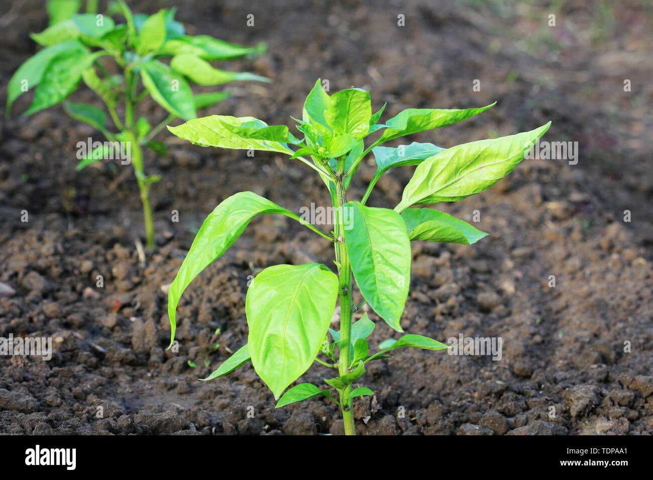 Of paprika plants Fotos und Bildmaterial in hoher Auflösung Alamy
