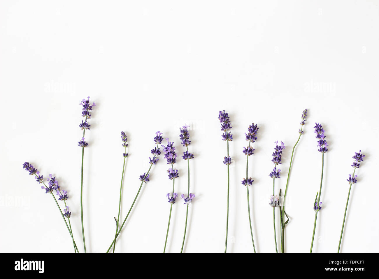 Blühende Lavendel Lila Blumen auf weißem Hintergrund. Dekorative Blumen Rahmen, Web Banner mit Lavandula officinalis. Französische Sommer des Stockfoto