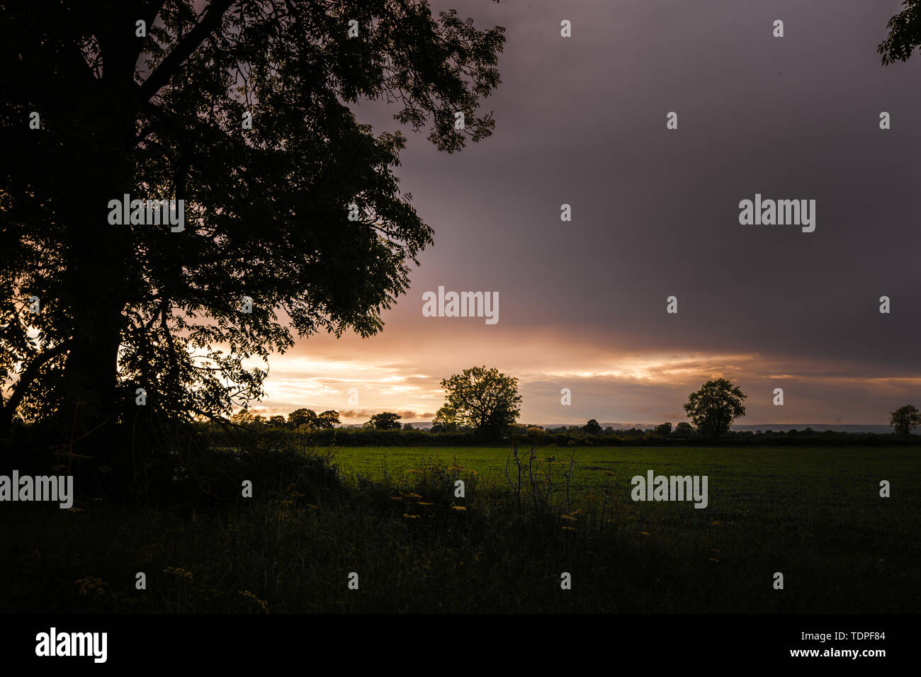 Eine orange Sonnenuntergang über die Felder von Yorkshire im Norden von England mit einer Silhouette eines großen Baum im Vordergrund. Stockfoto