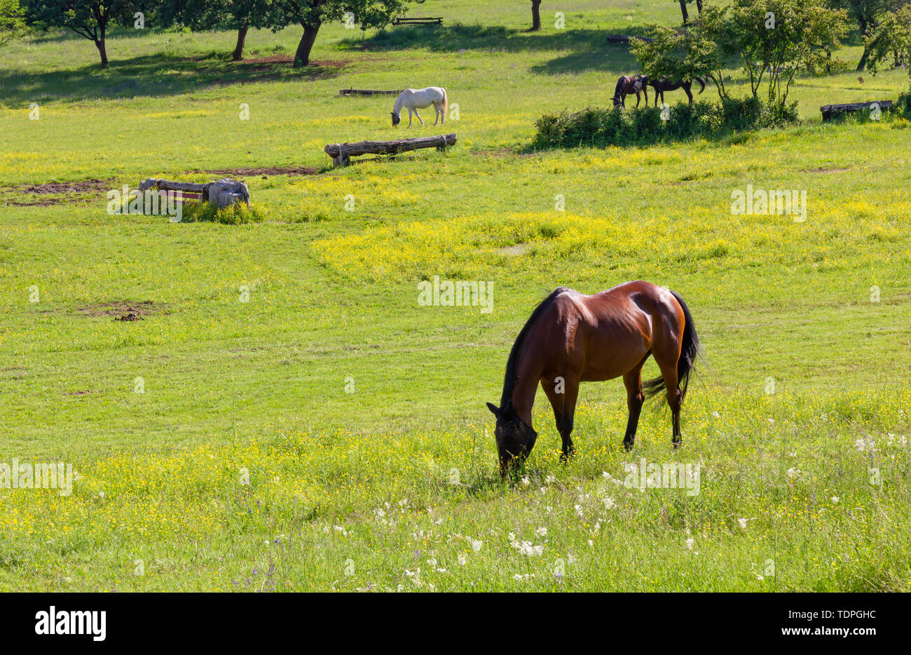 Weidende Pferde in einem Feld in einem Reitzentrum im Frühling Stockfoto