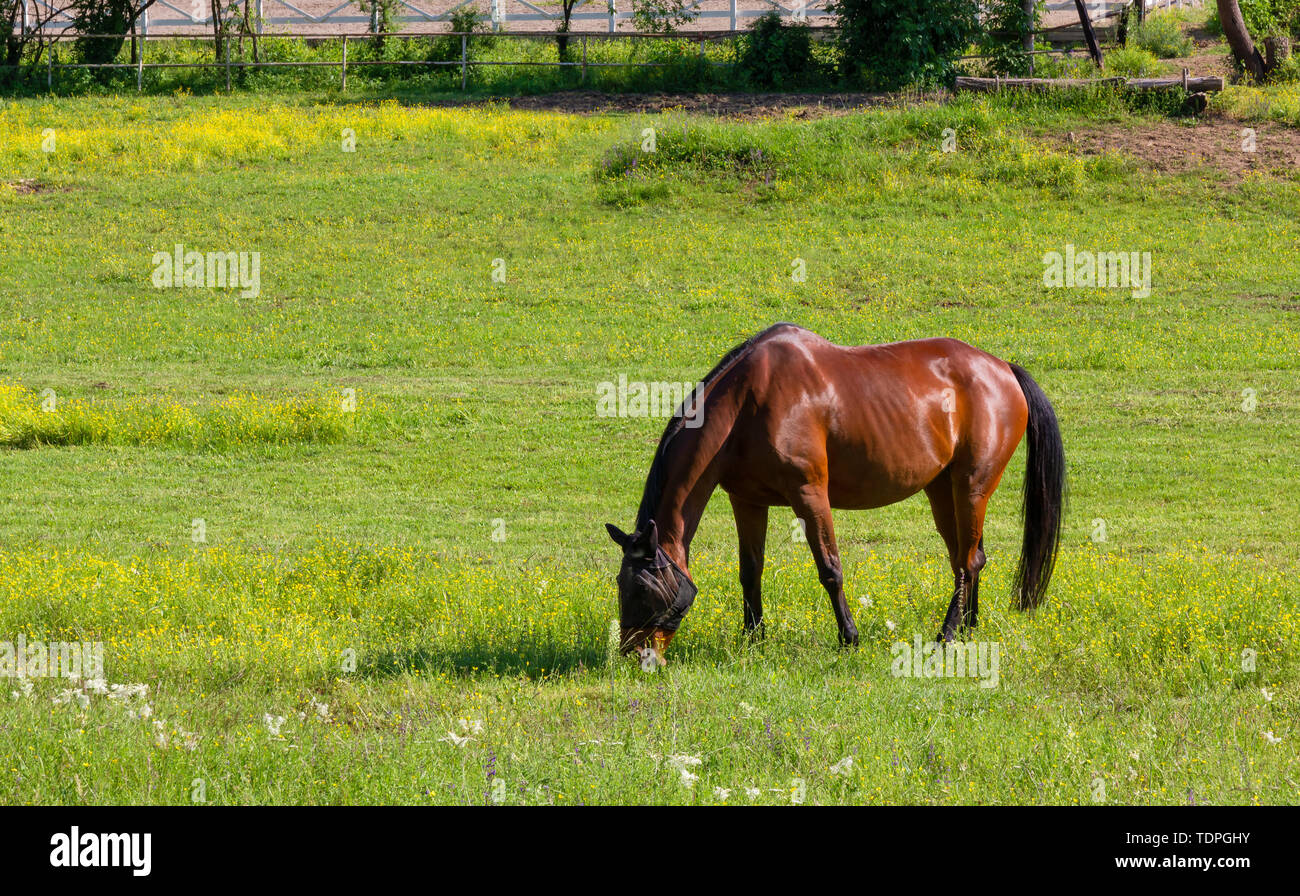 Grasende Pferd in ein Feld in einem Reitzentrum im Frühling Stockfoto