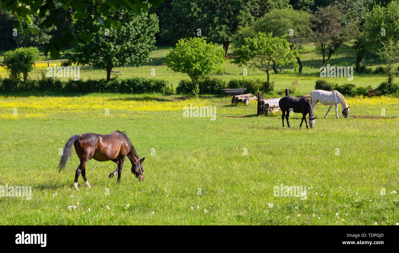 Weidende Pferde in einem Feld in einem Reitzentrum im Frühling Stockfoto