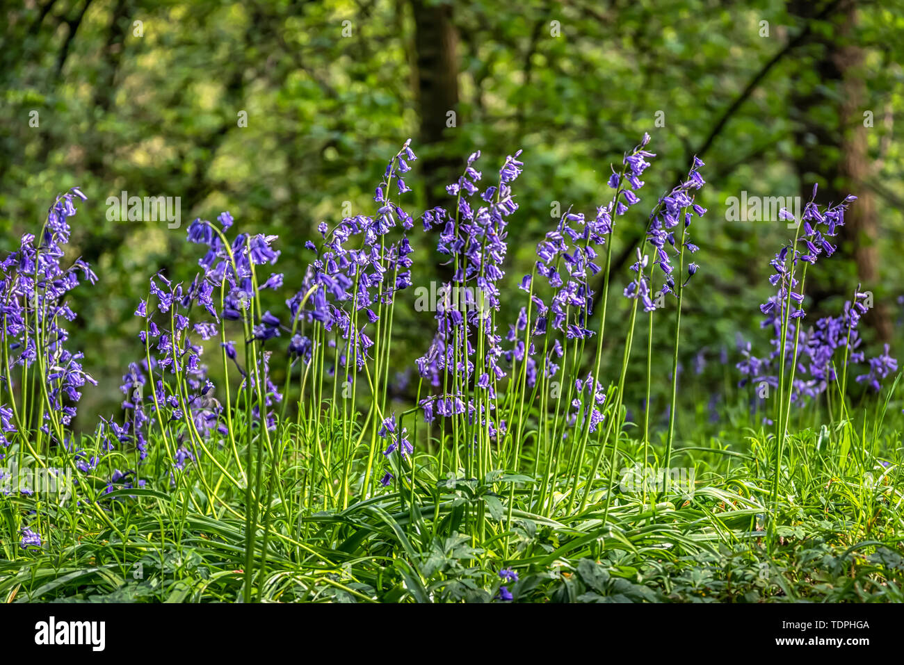 Bluebells im Sonnenschein, große Hohe Holz; Durham, County Durham, England Stockfoto