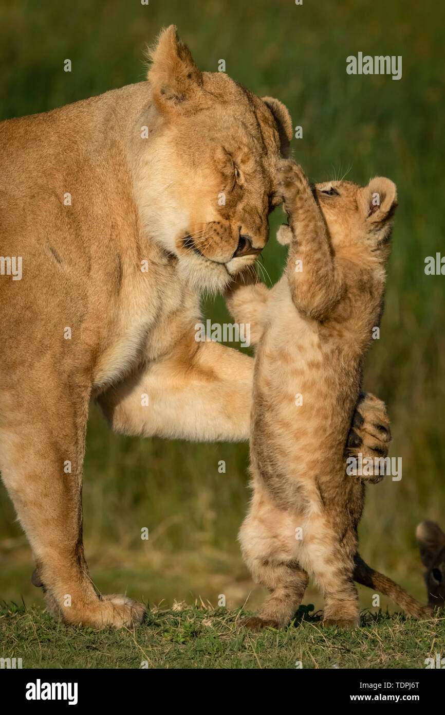 In der Nähe von Lion Cub (Panthera leo) auf Hinterbeinen scharren Löwin, Serengeti National Park, Tansania Stockfoto