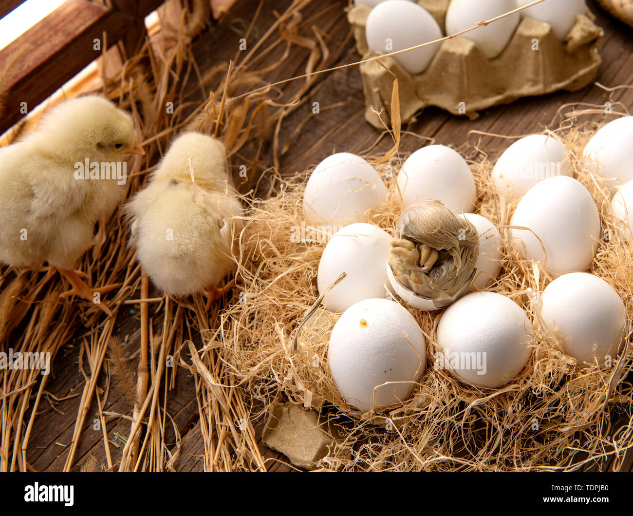 Live Perlen, Embryonen, Eier, haarigen Eier Stockfotografie - Alamy