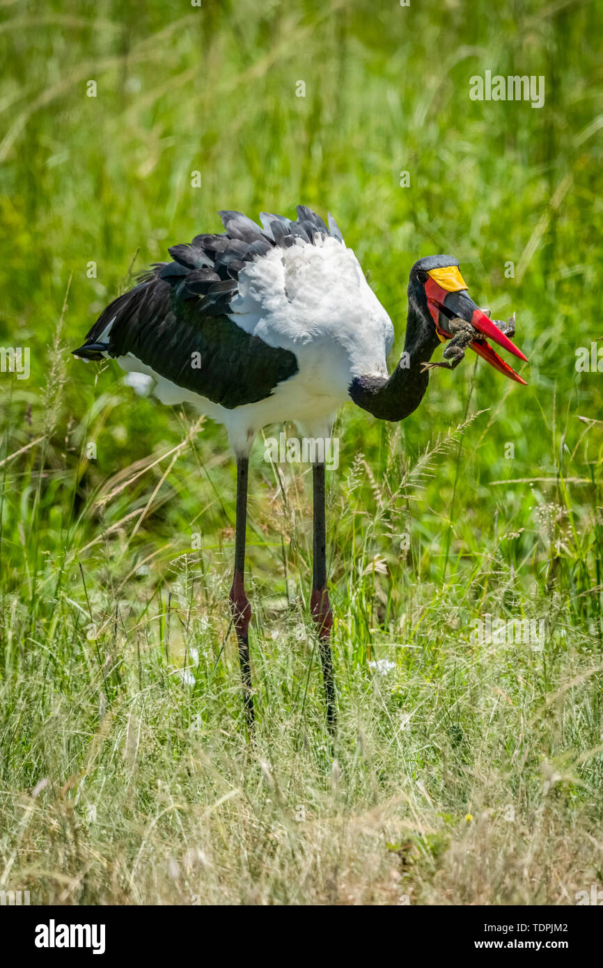 Sattel-billed Stork (Ephippiorhynchus senegalensis) steht mit Frosch im Mund, Serengeti National Park, Tansania Stockfoto