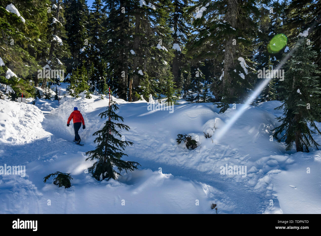 Frau Schneeschuhwandern auf Hund Berg Schneeschuhwandern in North Vancouver, Vancouver, British Columbia, Kanada Stockfoto