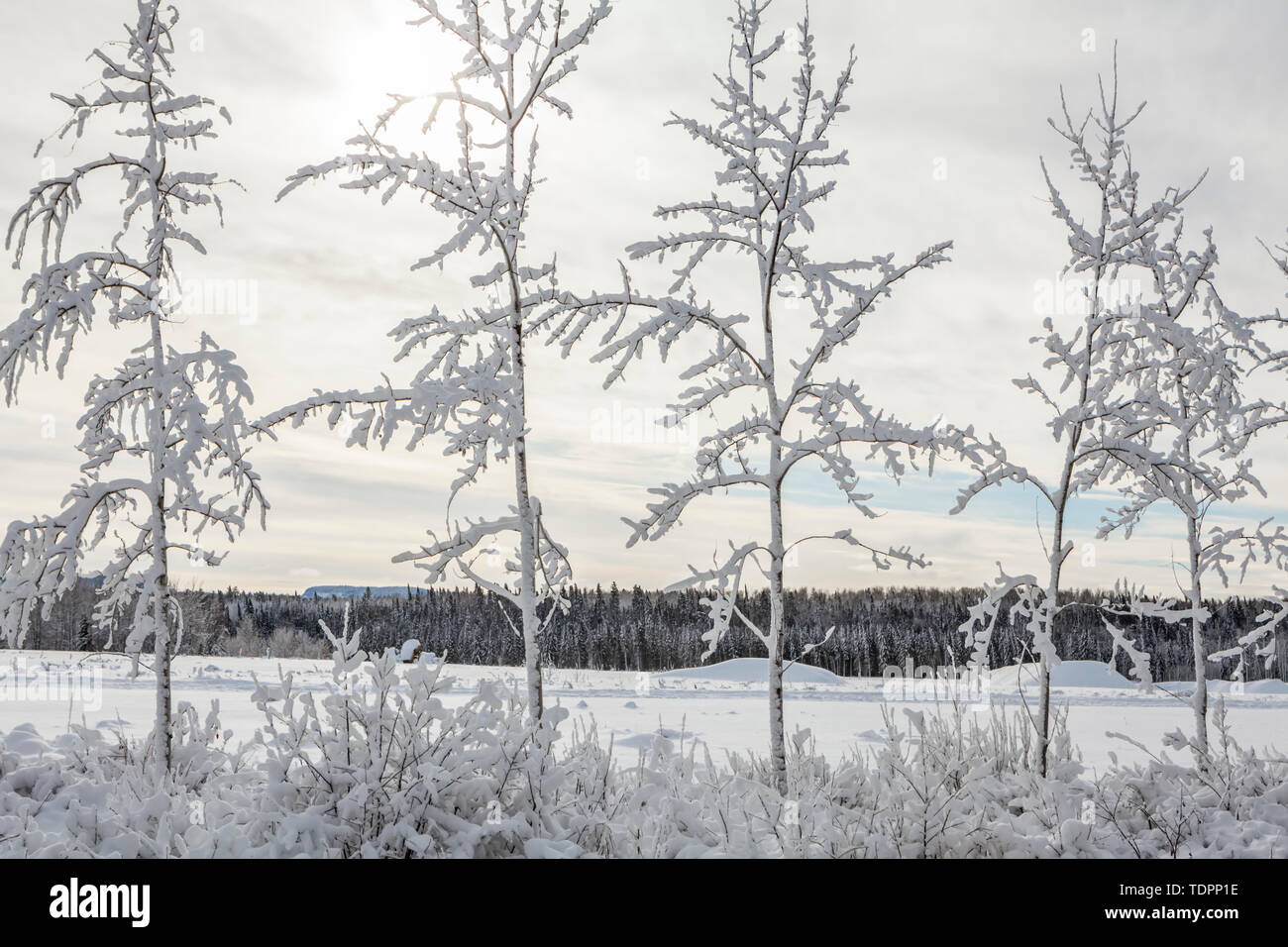Verschneite Bäume in einer Reihe mit einem schneebedeckten Feld und Wald im Hintergrund; Thunder Bay, Ontario, Kanada Stockfoto