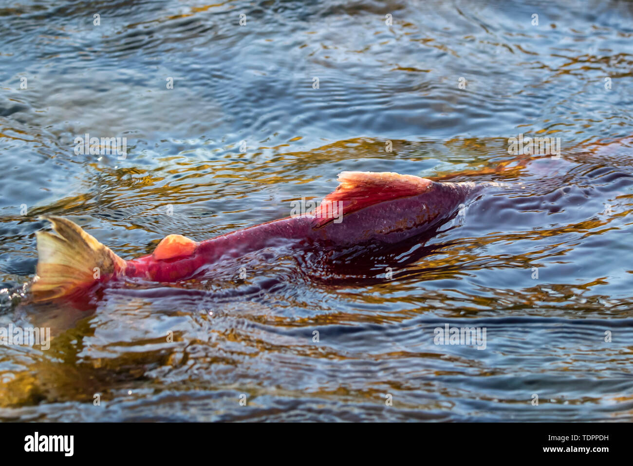 Sockeye Lachse (Oncorhynchus nerka) im Adams River Run, Tsútswecw Provincial Park (ehemals Roderick Haig-Brown Park); British Columbia, Kanada Stockfoto