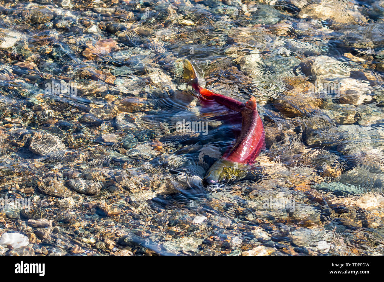 Sockeye Lachse (Oncorhynchus nerka) im Adams River Run, Tsútswecw Provincial Park (ehemals Roderick Haig-Brown Park); British Columbia, Kanada Stockfoto