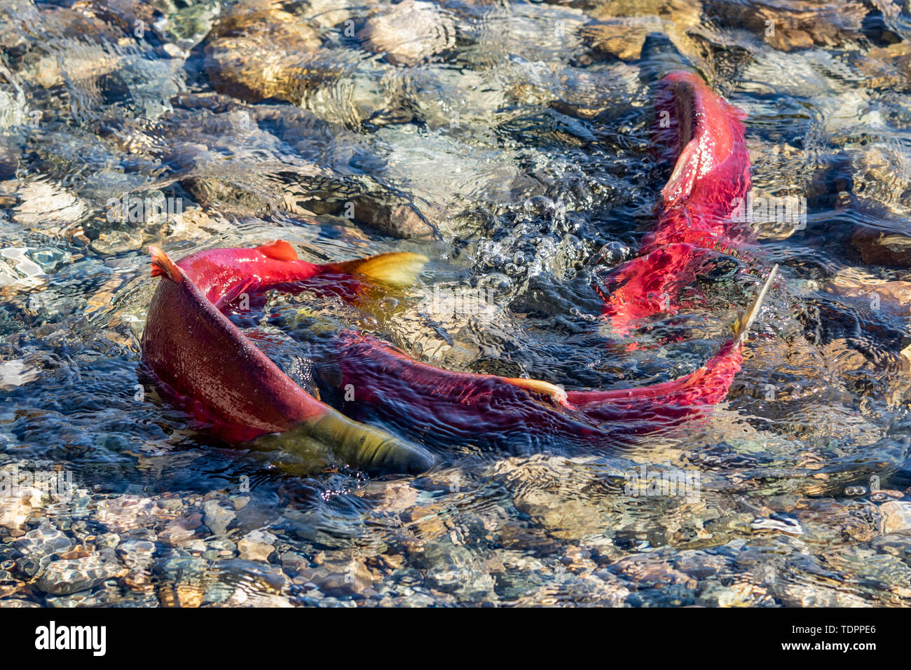 Sockeye Lachse (Oncorhynchus nerka) im Adams River Run, Tsútswecw Provincial Park (ehemals Roderick Haig-Brown Park); British Columbia, Kanada Stockfoto