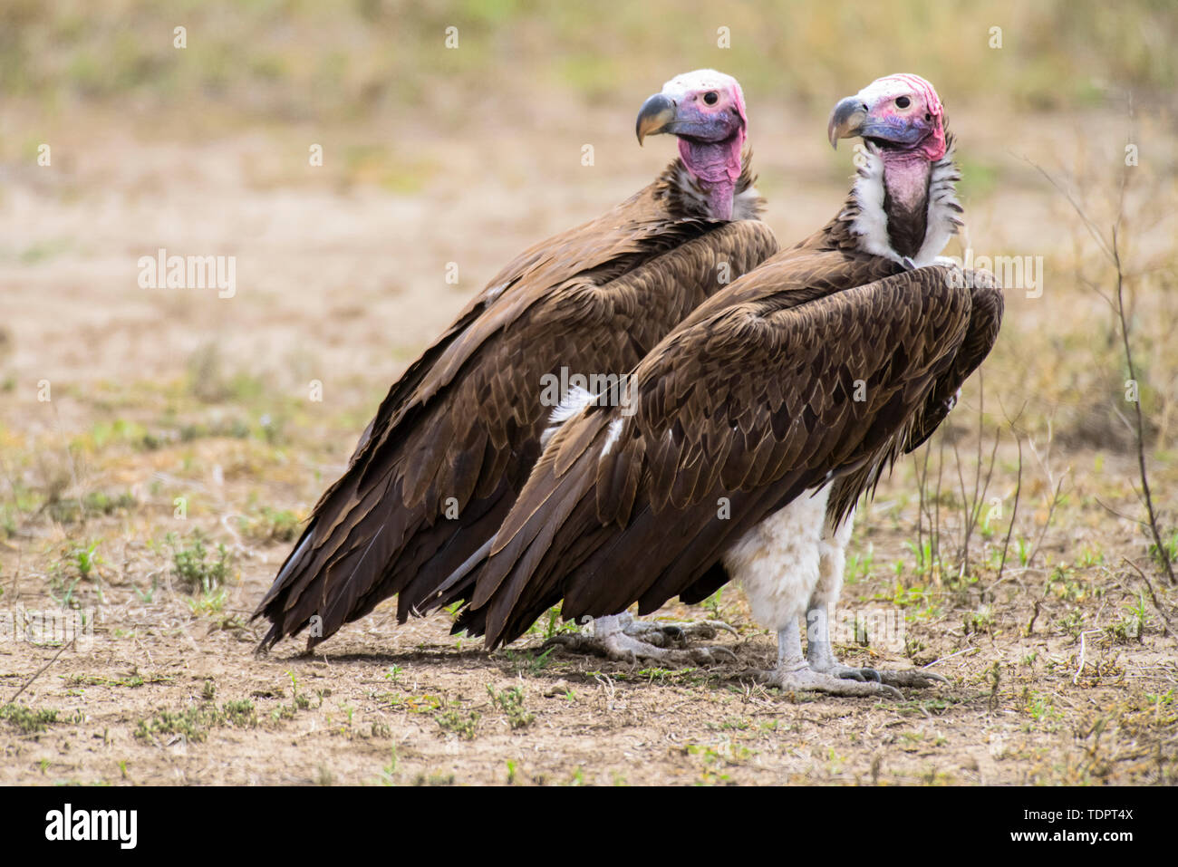 Ein Paar lappetengesichtige (oder nubische) Geier (Torgos tracheliotos), die auf dem Boden thronen und über ihre Schultern schauen, im Ndutu-Gebiet des Ngorongoro ... Stockfoto