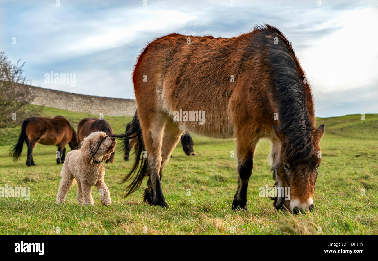 Ein Hund auf einer Weide mit grasenden Pferden, der Schwanz Haar über das Gesicht des Hundes fegen; South Shields, Tyne und Wear, England Stockfoto