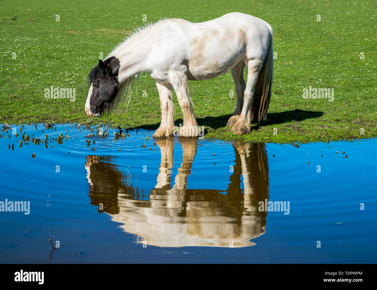 Pferd steht auf Gras bei Water's Edge mit dem Spiegelbild im Wasser zu trinken; South Shields, Tyne und Wear, England Stockfoto