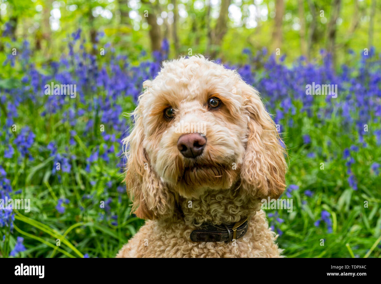 Porträt eines Goldendoodle Hund mit Wildblumen im Hintergrund; South Shields, Tyne und Wear, England Stockfoto