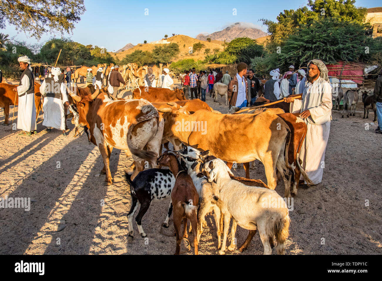 Vieh am Montag Viehmarkt; Keren, Anseba Region, Eritrea Stockfoto