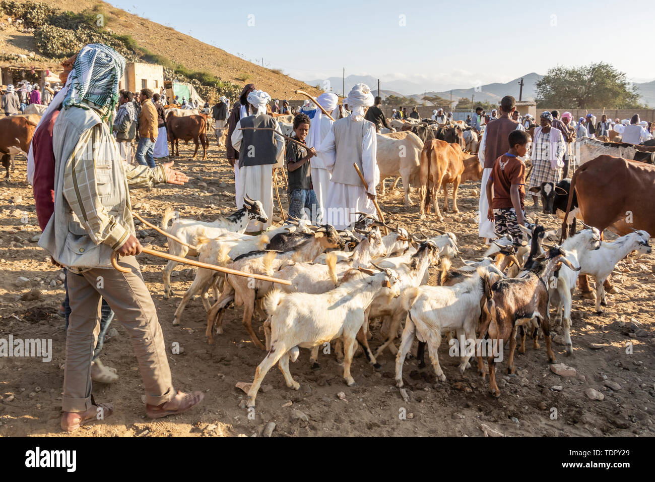 Ziege Hirten mit ihren Ziegen am Montag Viehmarkt; Keren, Anseba Region, Eritrea Stockfoto