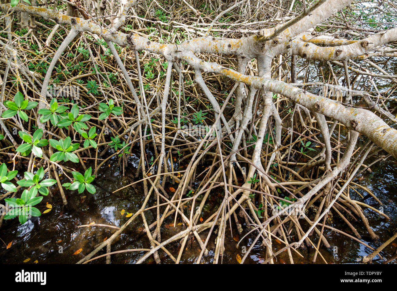 Sanibel Island Florida, J.N. Ding Darling National Wildlife Refuge, Umweltschutzausbildung, Wildlife Drive Trail, rote Mangroven, Luftfahrtrequisiten Stockfoto