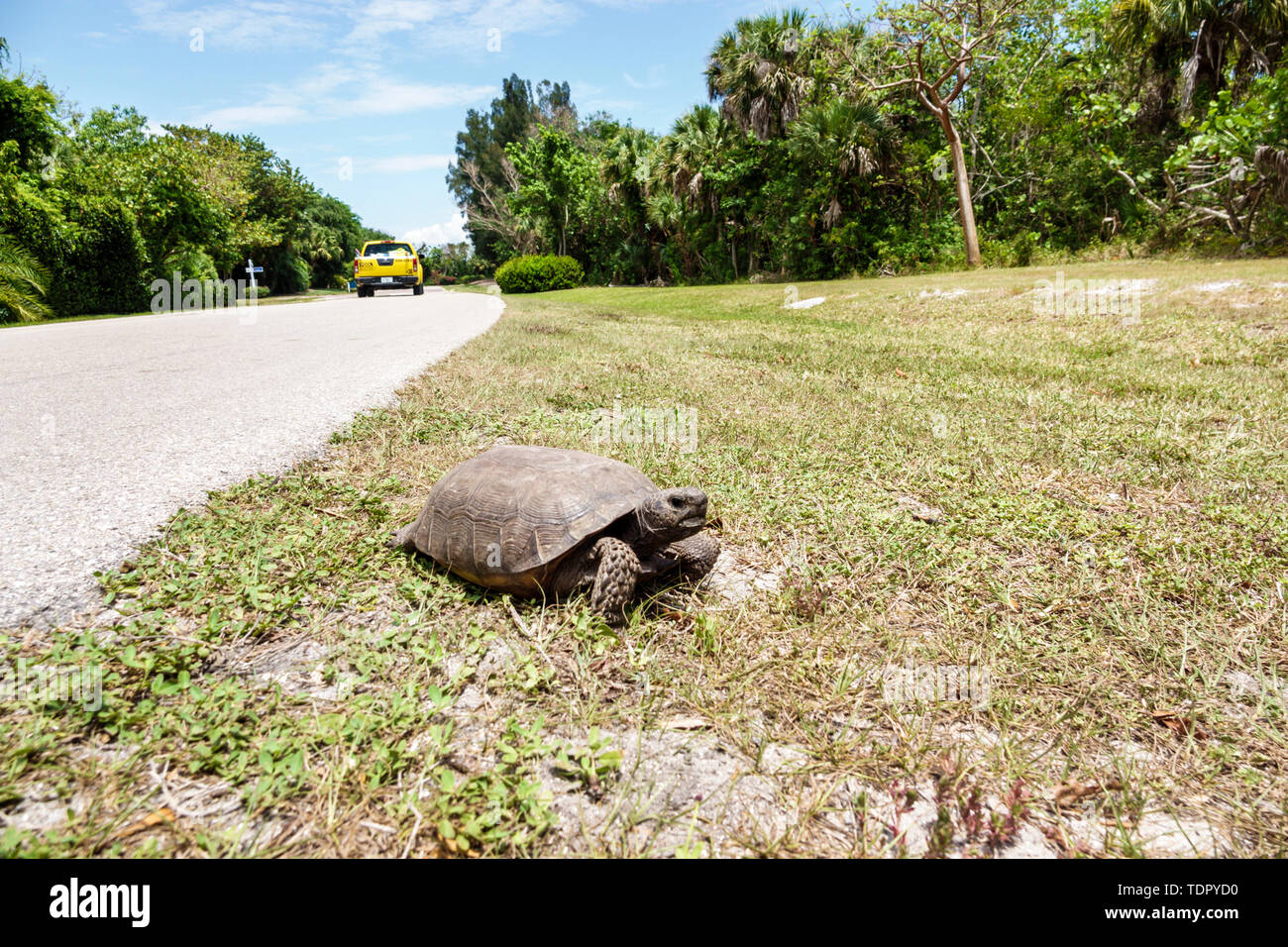 Sanibel Island Florida, Gopher-Schildkröten Gopherus polyphemus, Straße, Fahrzeug, Tierwelt, Sicherheitsrisiko, Eindringen in den Lebensraum, FL190507092 Stockfoto