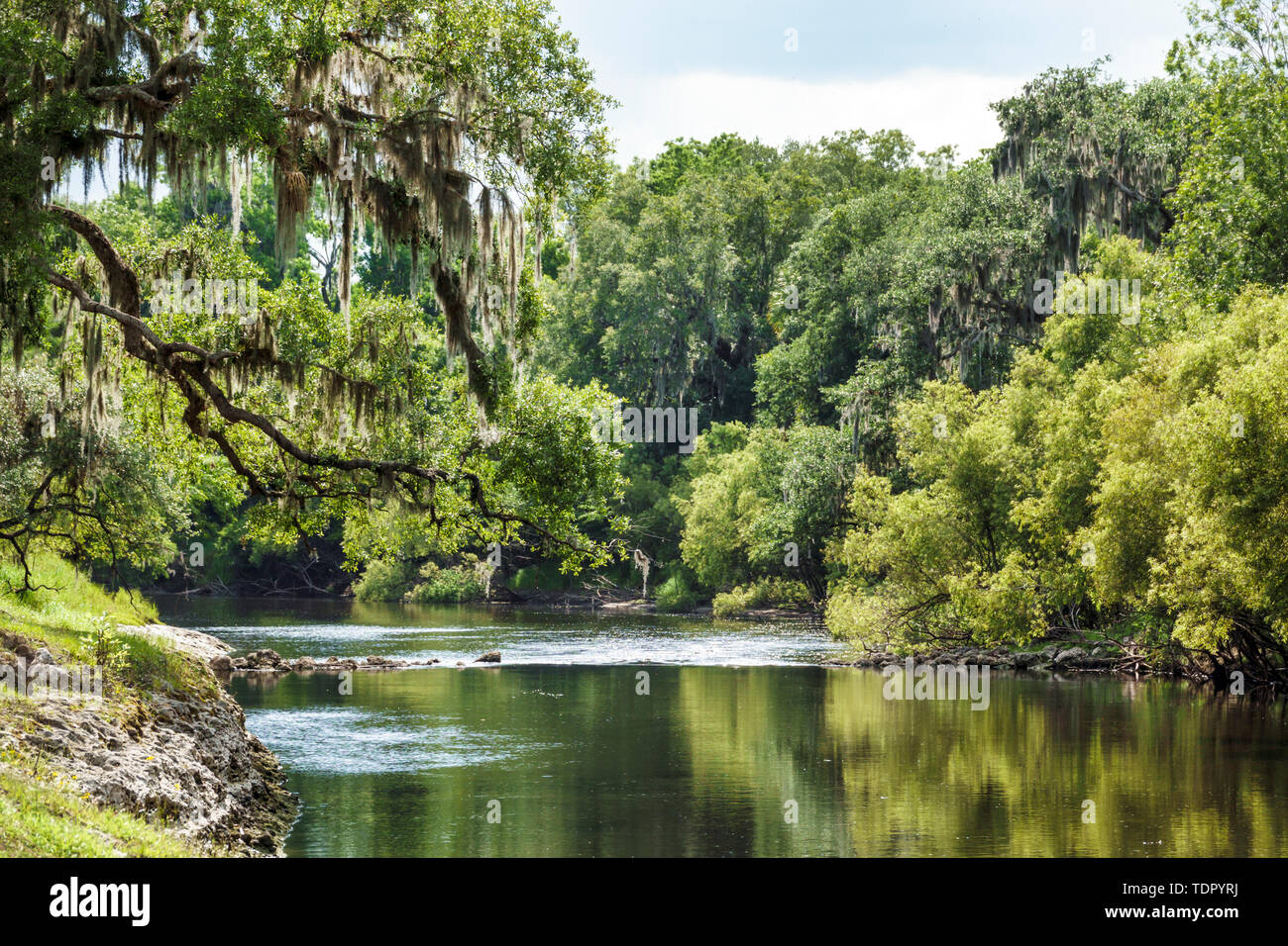 Florida, Zolfo Springs, Peace River, Hardee County Wildlife Refuge, Flussufer, Bäume, Vegetation