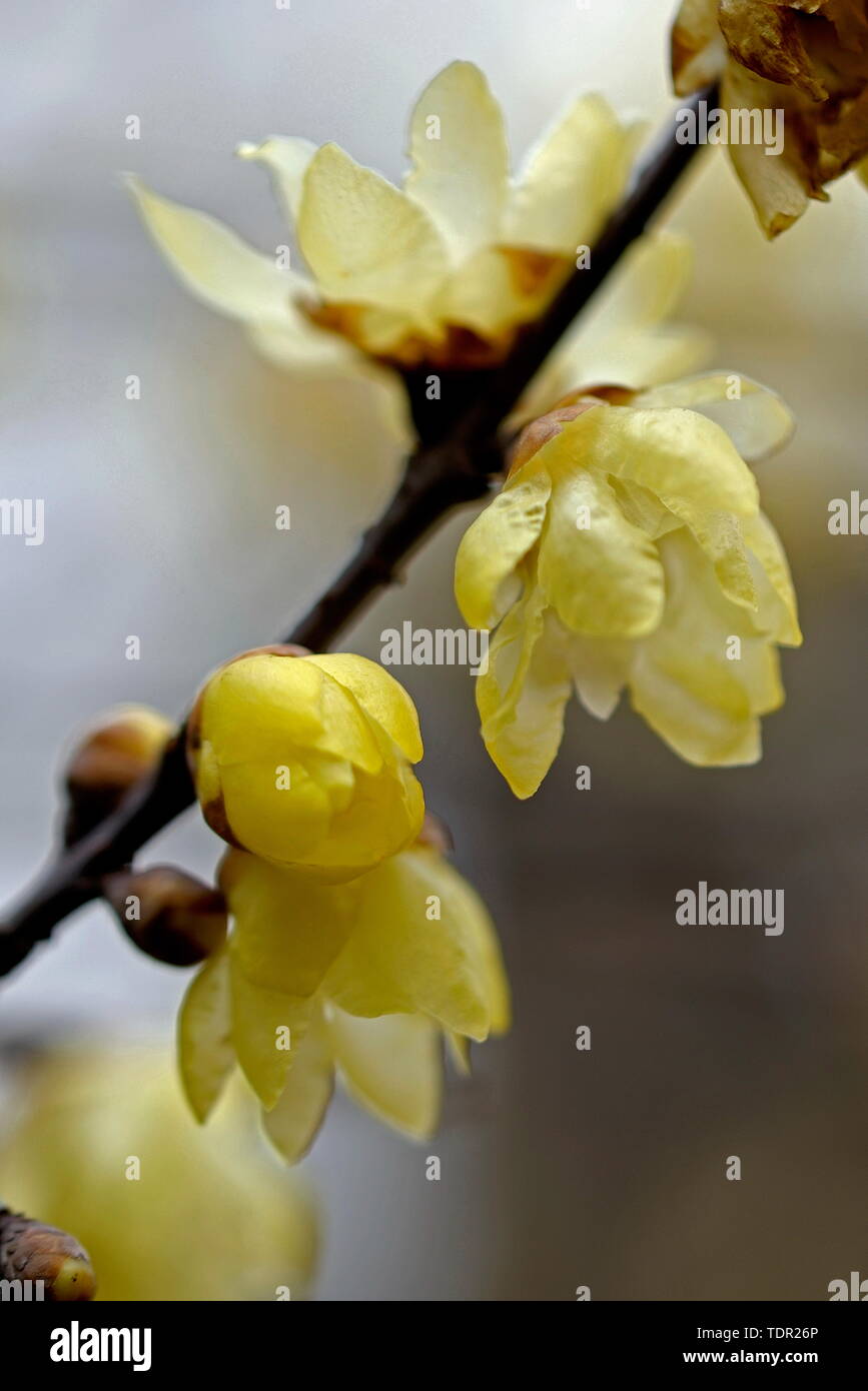 Plum flower Stockfoto