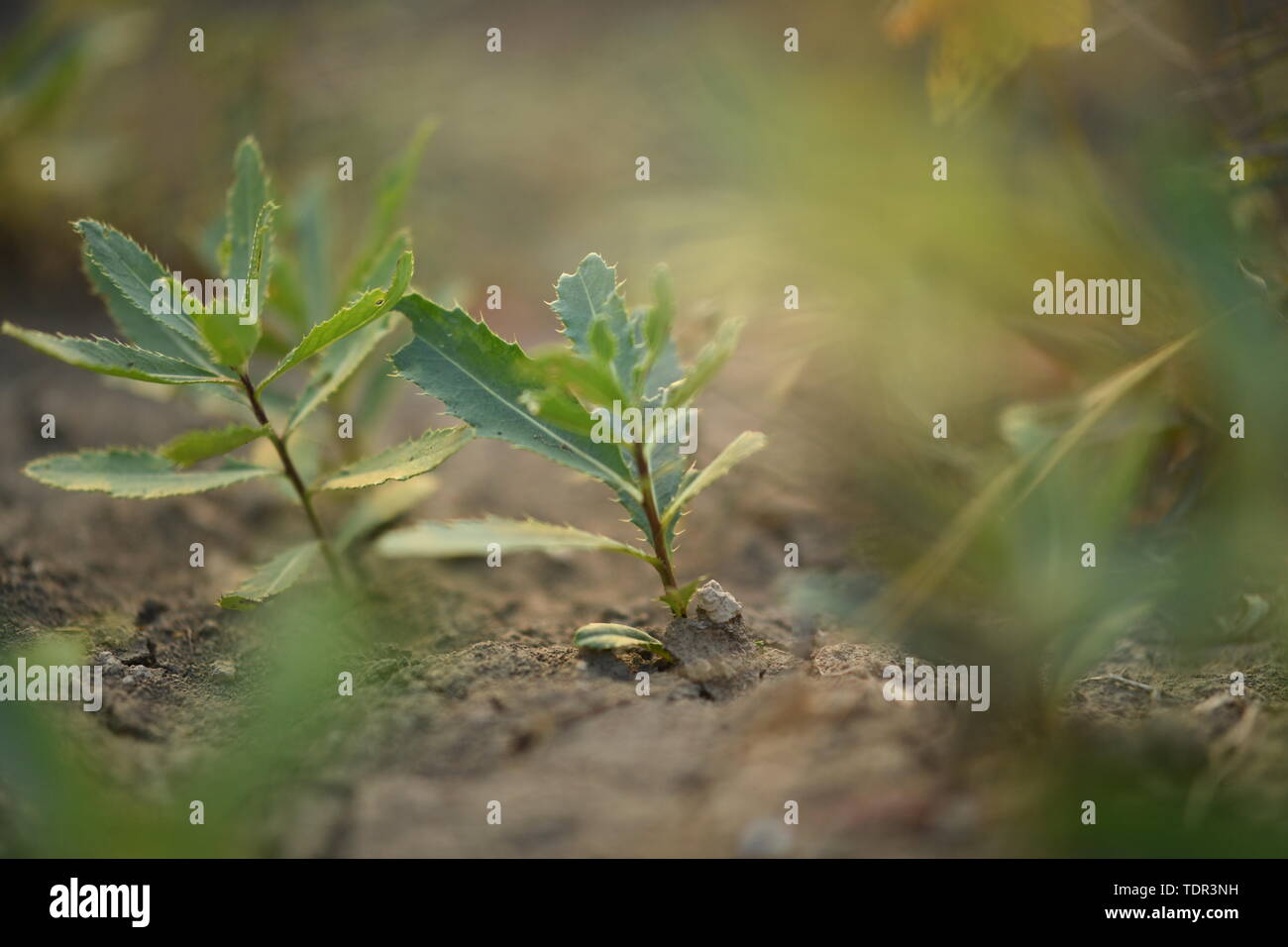 Herbst Unkraut. Stockfoto