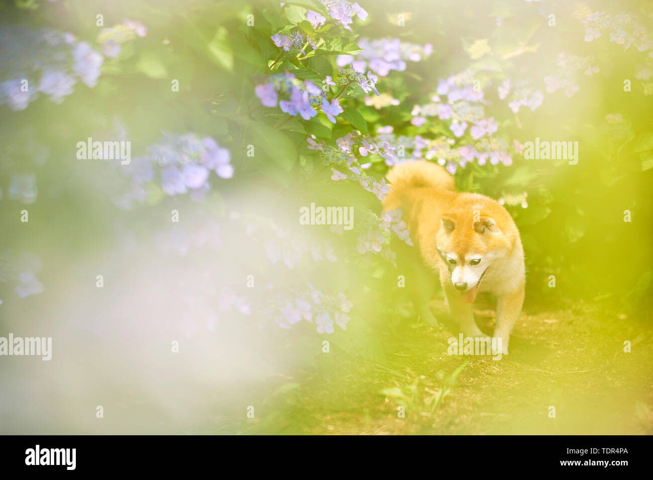 Shiba Inu Hund an einer Stadt park Stockfoto