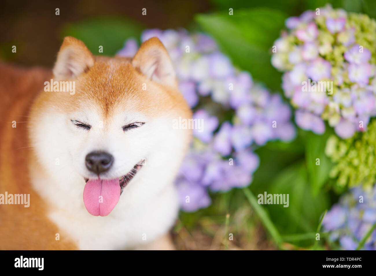 Shiba Inu Hund an einer Stadt park Stockfoto
