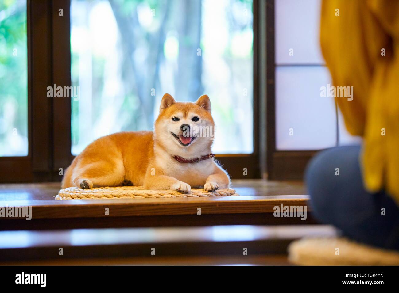 Japanische Frau und Shiba Inu Hund an traditionellen Hotel Stockfoto