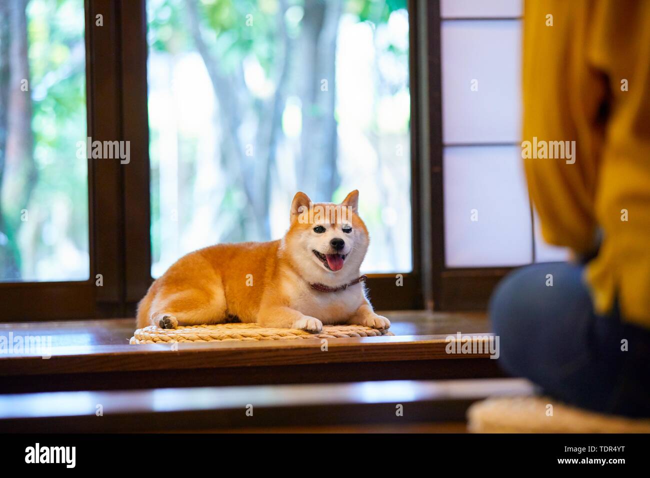 Japanische Frau und Shiba Inu Hund an traditionellen Hotel Stockfoto