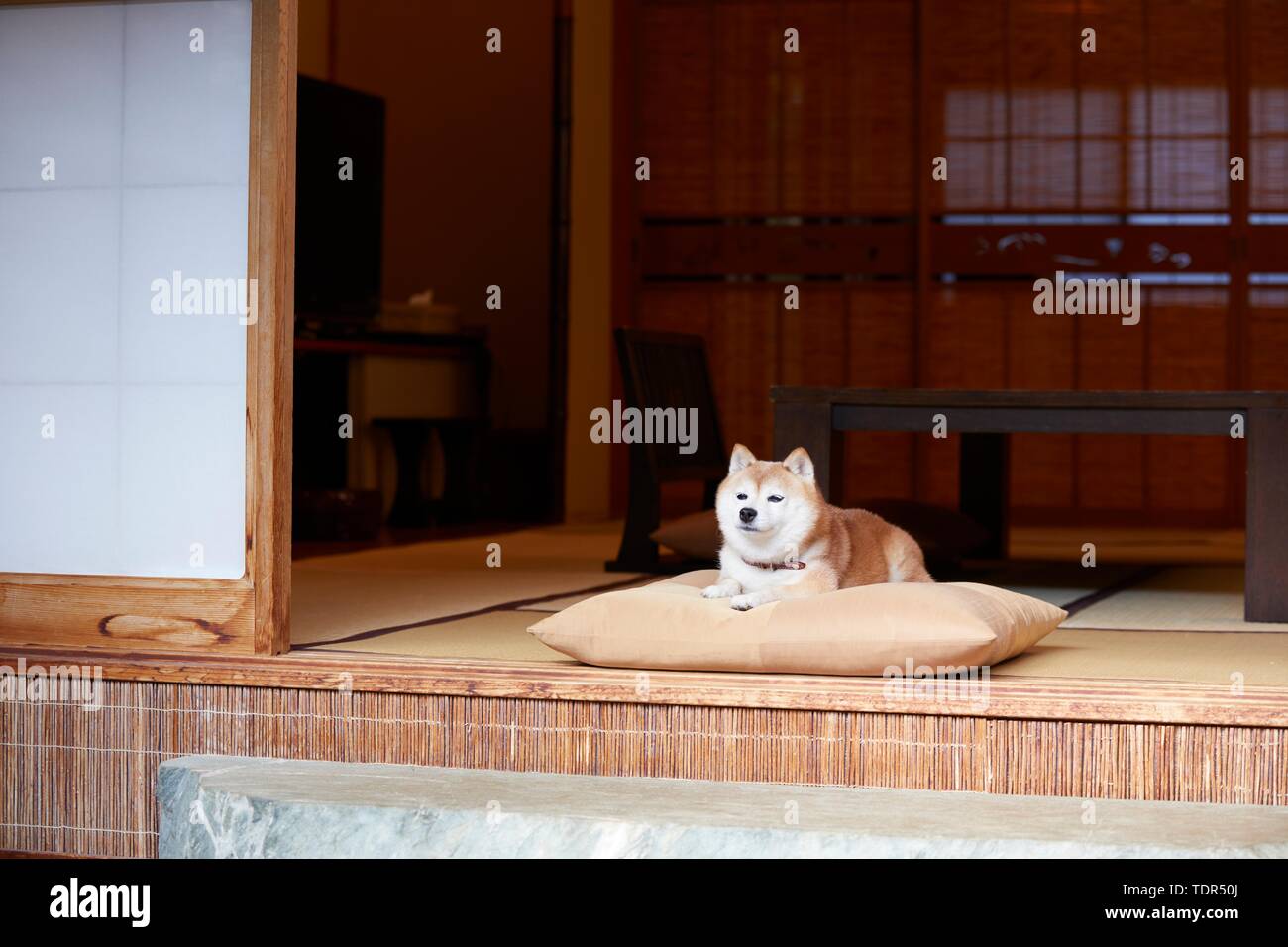 Japanese Shiba Inu Hund Stockfoto