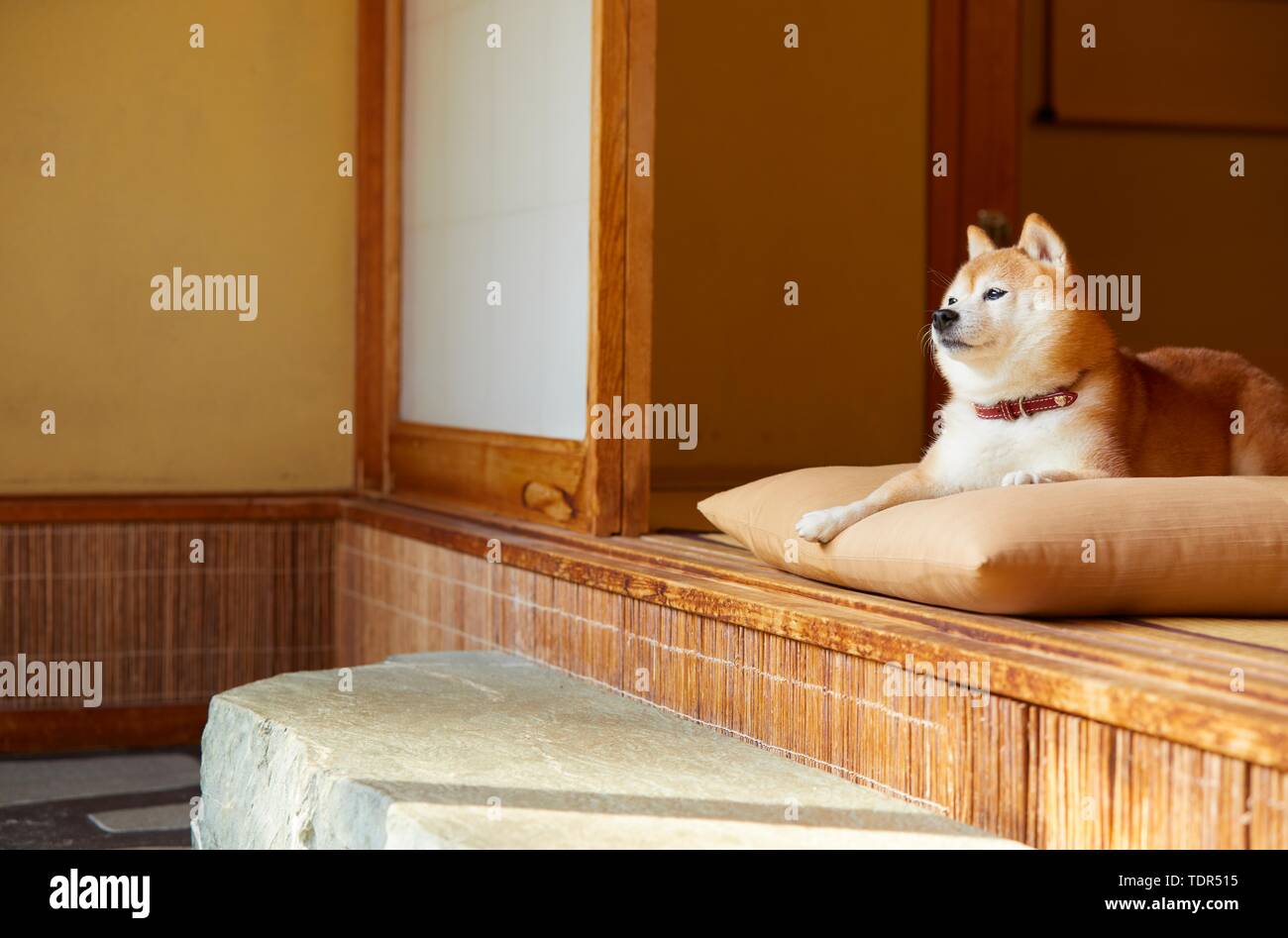 Japanese Shiba Inu Hund Stockfoto