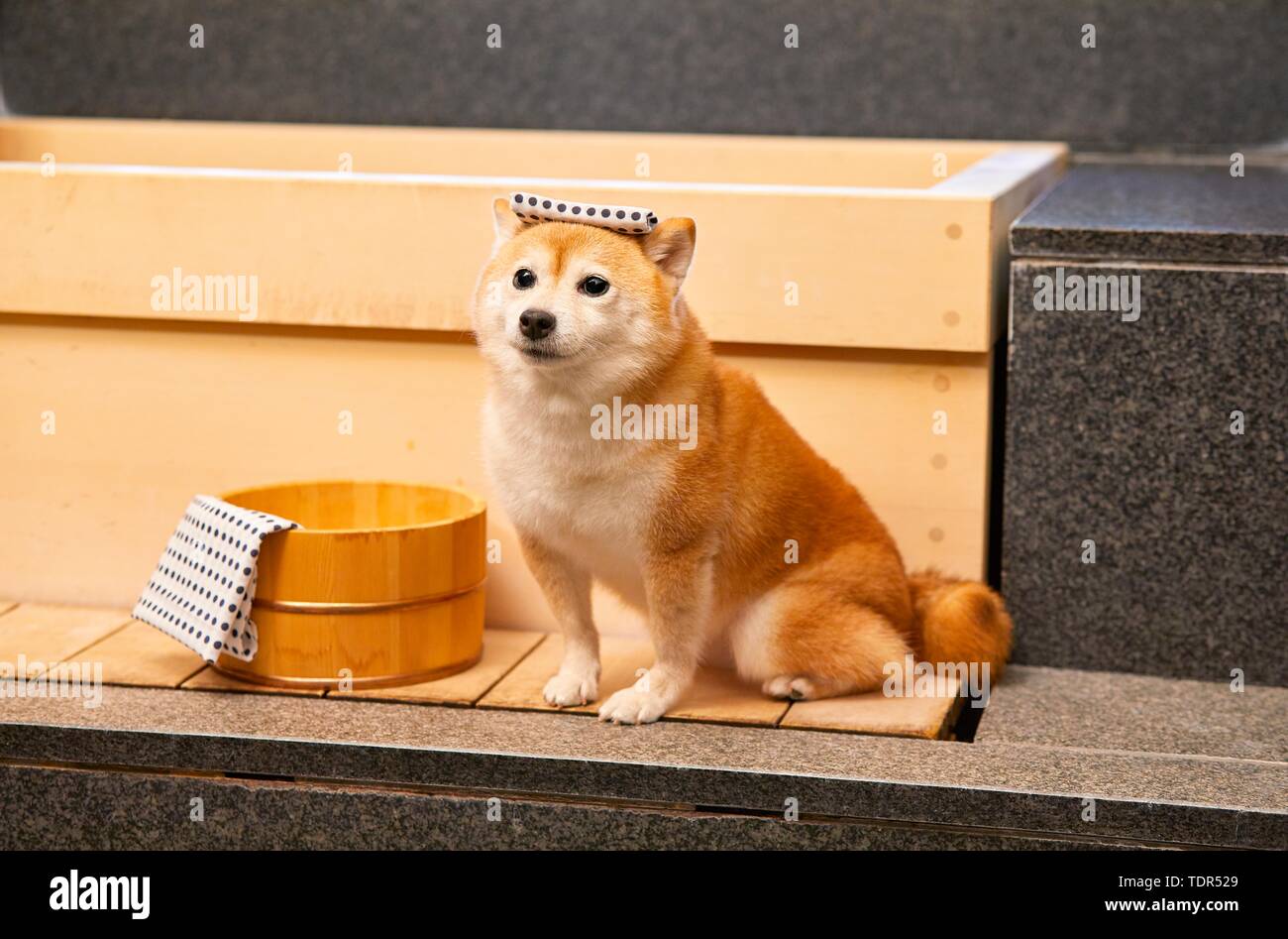 Japanese Shiba Inu Hund Stockfoto