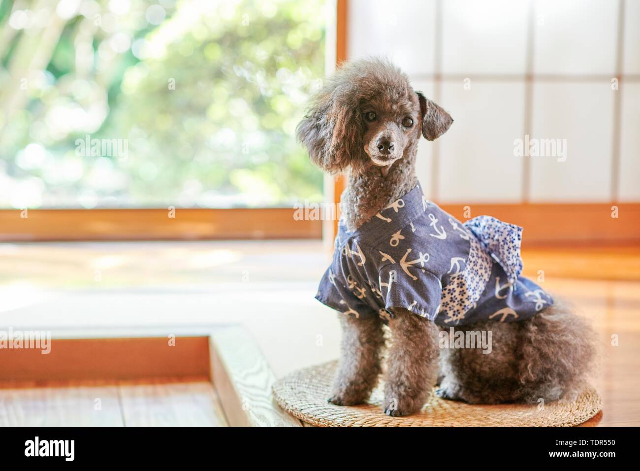 Hund an der traditionellen japanischen Hotel Stockfoto