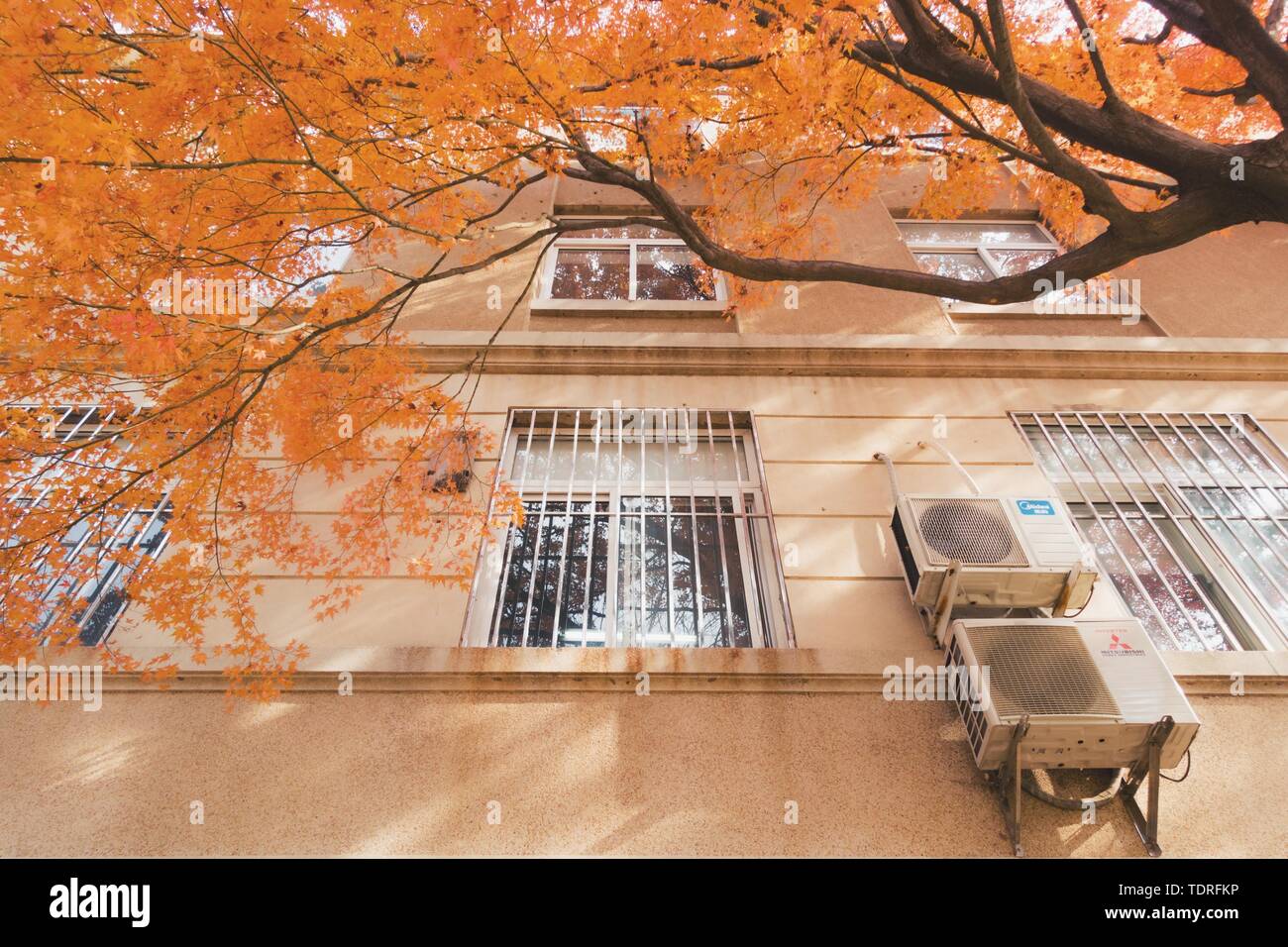 Herbst Red maple Stockfoto